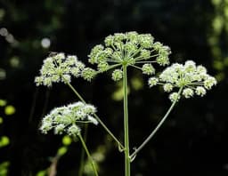 Angelica