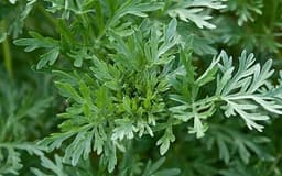 Artemisia