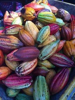 Cacao