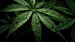Cannabis