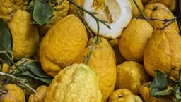 Cedro