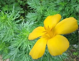 Davana