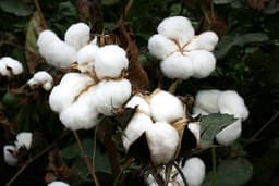 Fiore Di Cotone