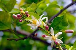 Fiore Di Limone