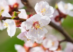 Fiore Di Mandorlo