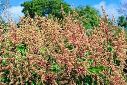 Fiore Di Mango