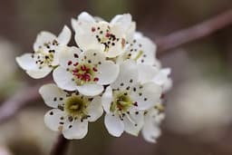Fiore Di Pera