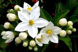 Fiori Darancio
