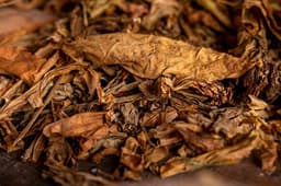Foglie Di Tabacco