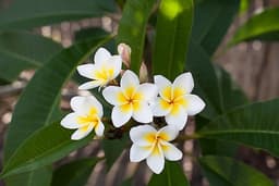 Frangipani