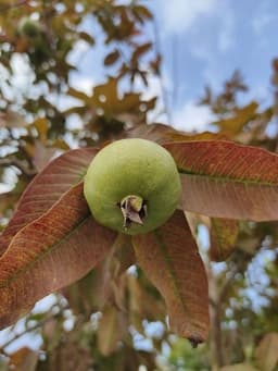 Guava