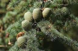 Legno Di Cedro
