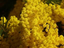 Mimosa