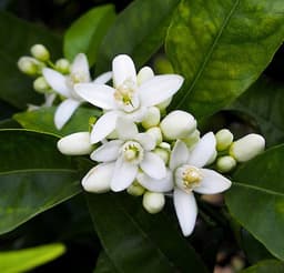 Neroli