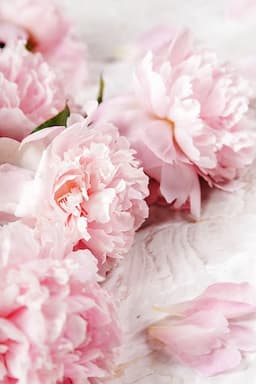 Peonia