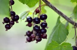Ribes Nero