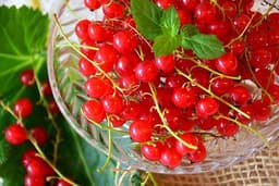 Ribes Rosso