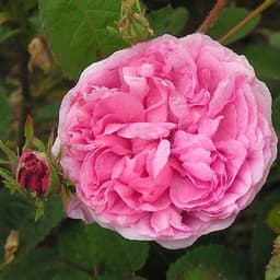 Rosa Centifolia