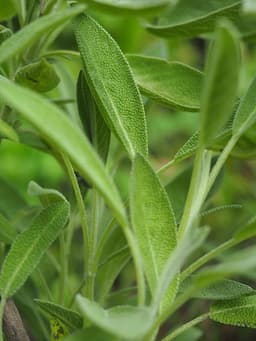 Salvia Sclarea