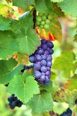 Uva Fragola