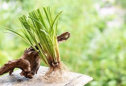 Vetiver