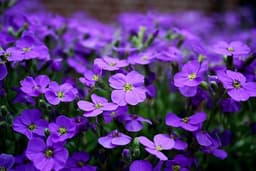 Viola