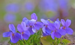 Violetta