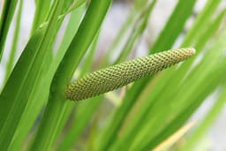 Calamus