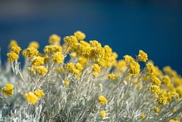 Elicriso