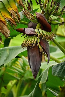Fiore Di Banana