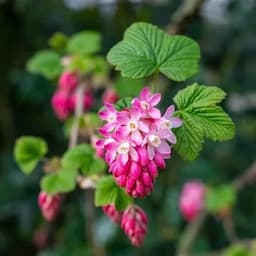 Fiore Di Ribes Nero