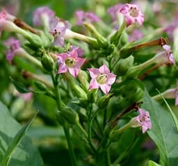 Fiore Di Tabacco