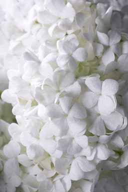 Fiori Bianchi