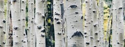 Legno Di Betulla