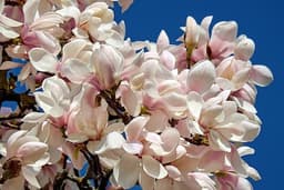 Magnolia