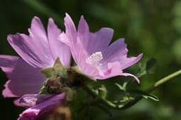 Malva