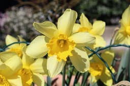 Narciso