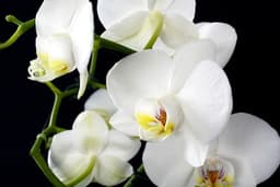 Orchidea