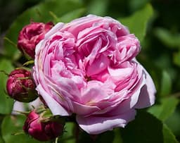 Rosa Bulgara