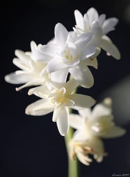 Tuberosa