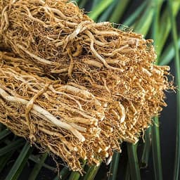 Vetiver Haiti