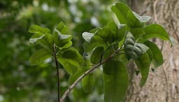 Balsamo Del Peru