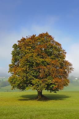 Legno Di Quercia