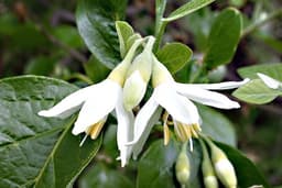 Styrax