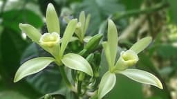 Vaniglia Verde